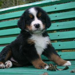 Bernese Mountain Dog Puppies from Barefoot Springs Bernese Mountain Dogs