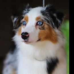 Khaleesi  - Australian Shepherd