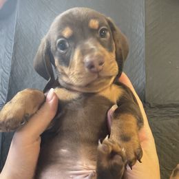 Winston - Chocolate and tan Dachshund puppy in Chico, California from Hursh’s Hounds