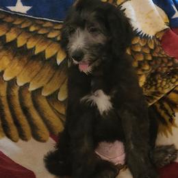Goldendoodle Puppies from Country Pups Doodles