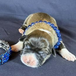 Sapphire - Blue Collar Male - Sable male Pembroke Welsh Corgi puppy in Victoria, Texas from Clear Creek Corgis
