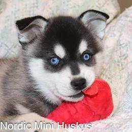 Boy 2 - Black and white male Alaskan Klee Kai puppy in Klamath Falls, Oregon from Nordic Mini Huskys