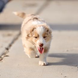 Australian Shepherd, Miniature American Shepherd, Miniature Australian Shepherd, and Toy Australian Shepherd Puppies from Painted Blue Aussies