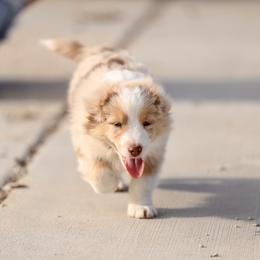 Australian Shepherd, Miniature American Shepherd, Miniature Australian Shepherd, and Toy Australian Shepherd Puppies from Painted Blue Aussies