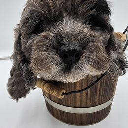 Cockapoo Puppies from Joanna Abruscato