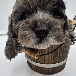 Cockapoo Puppies from Joanna Abruscato