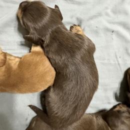 Dachshund Puppies from Johnson’s Weiner Farm