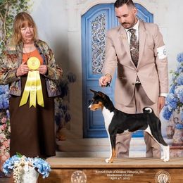 Basenjis from Malachite Basenjis