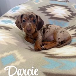 Darcie - Dapple female Dachshund puppy in Jena, Louisiana from Greens Creek Kennel
