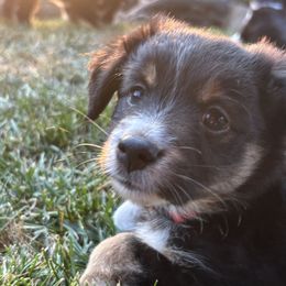 Alpine - Black tri female Miniature American Shepherd puppy in Santa Rosa, California from BennettValleyAussies