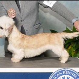 Margot - Mustard female Dandie Dinmont Terrier puppy in Greenwood, South Carolina from Altpalme Dandie Dinmont Terriers