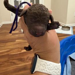 Girl 2 - Chocolate female Labradoodle puppy in Manor, Texas from The Lovadoodles of Texas