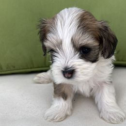 Cherry - Red sable Havanese puppy in North Carolina from Guys & Dolls of La Brisa Havanese