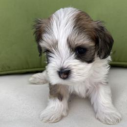 Cherry - Red sable Havanese puppy in North Carolina from Guys & Dolls of La Brisa Havanese