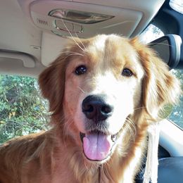 Golden Retrievers from Hathhorn Family Goldens