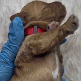 Candy Cane - Red  female Goldendoodle puppy in Richmond, Texas from Harper’s Heartbeats
