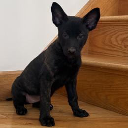 Valkyrie - Black brindle female Dutch Shepherd puppy in Watertown, Connecticut from APACHEK9