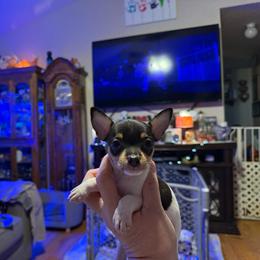 Pup A - White black and tan male Toy Fox Terrier puppy in Clermont, Florida from Debbie Hiles's Toy Fox Terriers