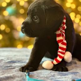 Blue Collar - Black female Labrador Retriever puppy in Ocala, Florida from SoFlo Labradors