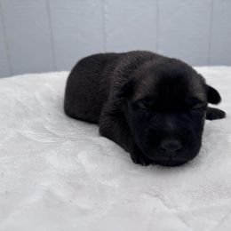 Male dark blue - Black sable male Belgian Malinois puppy in Russellville, Kentucky from KCK9