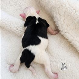 Tux - White and black male Chinese Crested puppy in Ocala, Florida from Crestie Charm Cottage