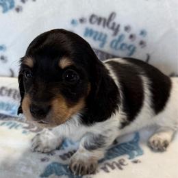 Bridget - Piebald female Dachshund puppy in Griffin, Georgia from Always Trippin' Doxie Life