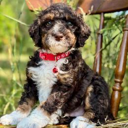 Red - Tri-color male Bernedoodle puppy in Hesperia, Michigan from Red Acres Poodles & Doodles