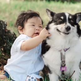 Pembroke Welsh Corgi Puppies from Corgis Hawaii Pleasantstone Aloha Corgis