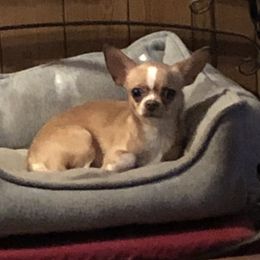 Ria - Chihuahua