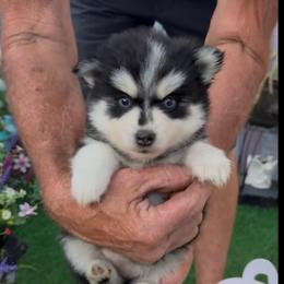 River - Black and white female Pomsky puppy in Spring Hill, Florida from PDQ Pomskies
