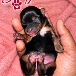 Dory - Black and tan female Yorkshire Terrier puppy in Gastonia, North Carolina from Banks Dynasty Kennel