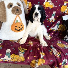 Rhys - Black white and tan male English Springer Spaniel puppy in Cookeville, Tennessee from Krossroads Kennel