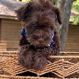 Kiki - Liver female Miniature Schnauzer puppy in Charlotte, Tennessee from Heritage Miniature Schnauzers