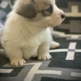 Hank - Red male Pembroke Welsh Corgi puppy in Woodland, Washington from MB Acres Corgis