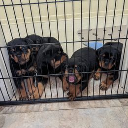 Rottweiler Puppies from Supreme Rottweilers