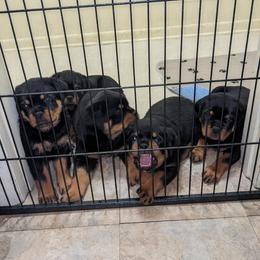 Rottweiler Puppies from Supreme Rottweilers