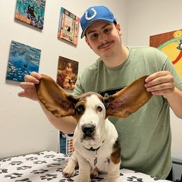 Basset Hound Puppies from Howlin Hounds