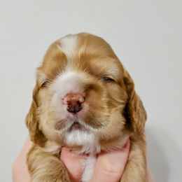 Cocker Spaniel Puppies from Lupine Cocker Spaniels