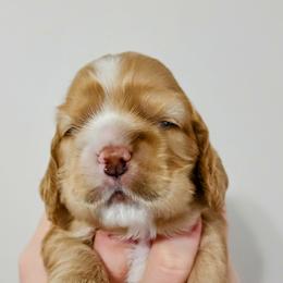 Cocker Spaniel Puppies from Lupine Cocker Spaniels