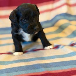 Elvis - Black male Miniature Schnauzer puppy in Sterling, Idaho from Sterling Schnauzer's