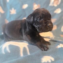 Aurelia (Pink Collar) - Black female Cane Corso puppy in Stilwell, Oklahoma from Killing Joke Kennels