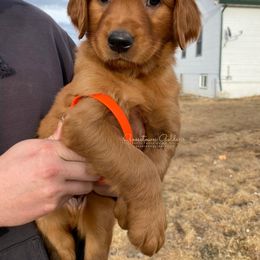 Orange M - Golden Retriever puppy in Hall, Montana from Goosetown Goldens