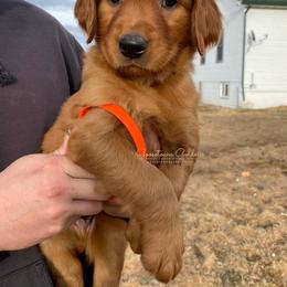 Orange M - Golden Retriever puppy in Hall, Montana from Goosetown Goldens