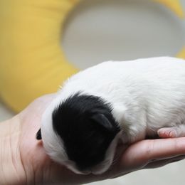 Shihpoo Puppies from 🧸 Teddies