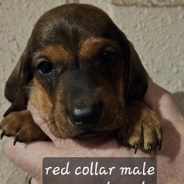 Boy 3-Red Collar - Red male Dachshund puppy in La Pine, Oregon from Lil Deschutes