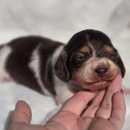 Mocha - Chocolate and tan female Dachshund puppy in Mcminnville, Tennessee from Red Barn Farms Minis