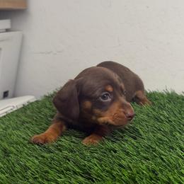 AKC Pluto - Chocolate and tan male Dachshund puppy in Laveen, Arizona from Acosta Kennel