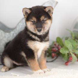 Girl 3 - Black and tan female Shiba Inu puppy in Neosho, Missouri from Sunny Terrace Shibas