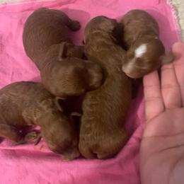 Goldendoodle and Poodle Puppies from Honey Blossom Doodles