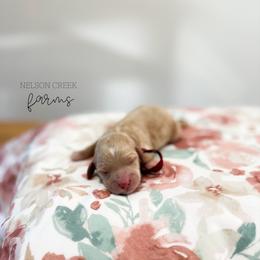 Jade - Apricot female Maltipoo puppy in Huntsville, Texas from Nelson Creek Farms